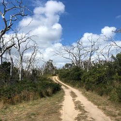 Dirt road amidst trees against sky