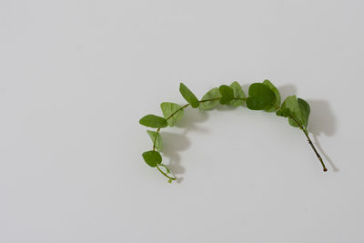 Close-up of plant against white background