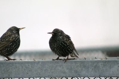 Birds perching on railing against clear sky