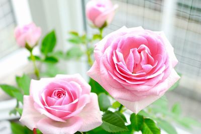 Close-up of pink rose