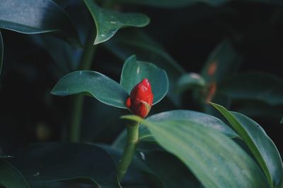 Close-up of red rose flower