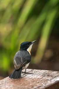 Close-up of bird perching on wood