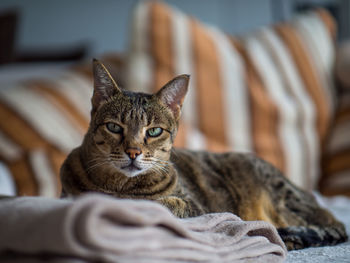 Portrait of cat relaxing on bed at home