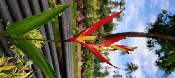 Close-up of red flowering plant