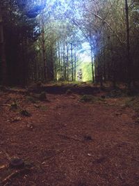 Trees in forest during autumn