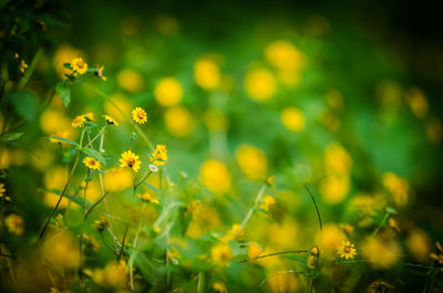 Close-up of yellow flowers on field