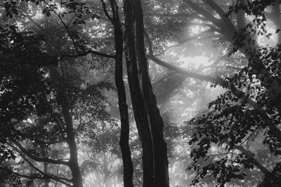 Low angle view of trees in forest