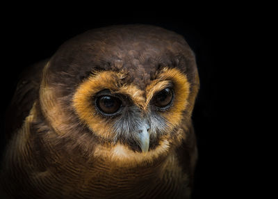 A malay owl closeup in a falcrony in saarburg, copy space