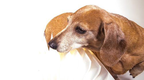 Close-up of dog over white background