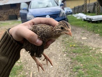 Full length of a hand holding a bird