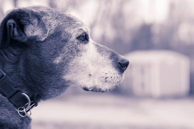 Close-up of dog looking away