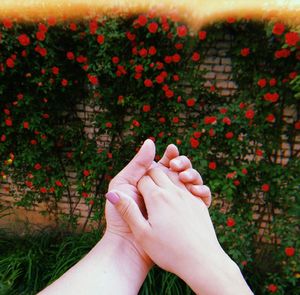 Close-up of person hands clasped against red flowering plants