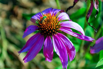 Close-up of pink flower
