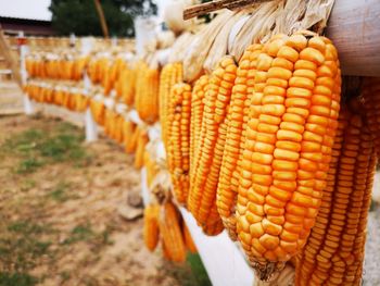 Close-up of pumpkins on farm