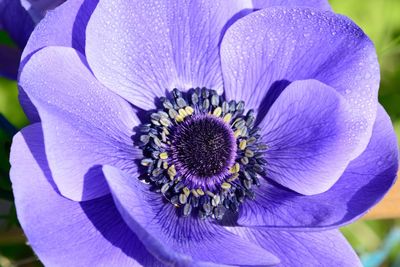 Directly above shot of purple flower blooming at park