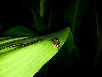 Close-up of insect on leaf