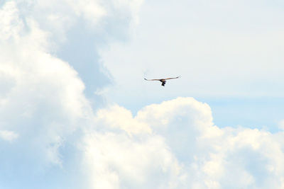 Low angle view of airplane flying in sky