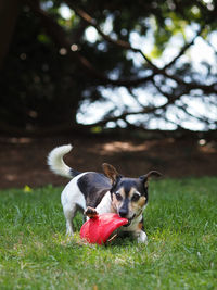 Dog on field