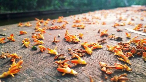 Close-up of fallen leaves on table during autumn