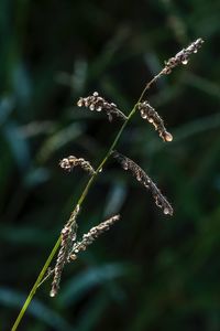 Close-up of flowering plant