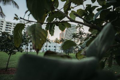 Close-up of plant against trees and building