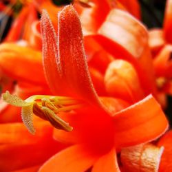 Close-up of red flowering plant