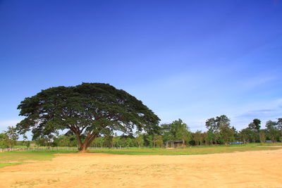 Trees on field against clear blue sky