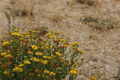 Close-up of yellow flowering plant on land