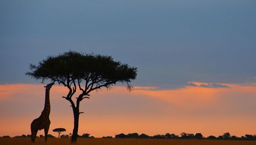 Silhouette tree against sky during sunset