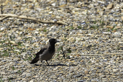 High angle view of bird perching on rock