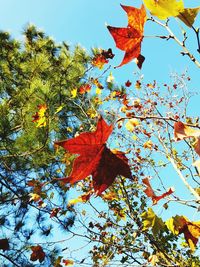 Low angle view of maple leaves on tree against sky