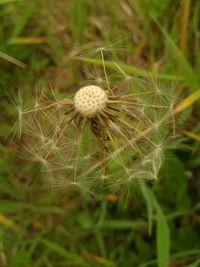 Close-up of dandelion on field