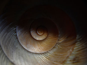 Close-up of a mushroom