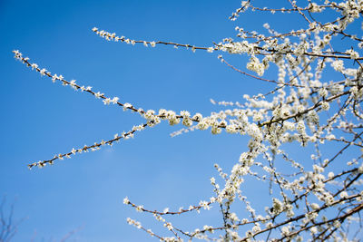 Low angle view of cherry blossom tree against blue sky