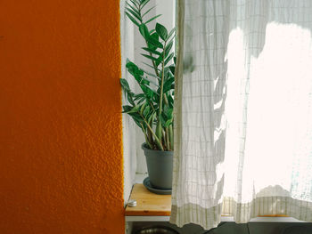 Close-up of potted plant against window at home