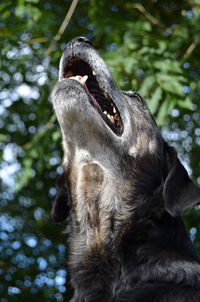 Close-up of a monkey