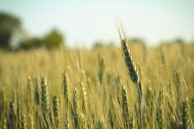 Close-up of stalks in field