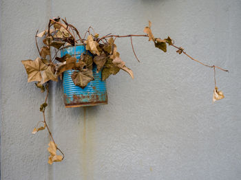 Close-up of dry leaves on plant against wall