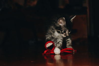 Portrait of cute kitten sitting at home