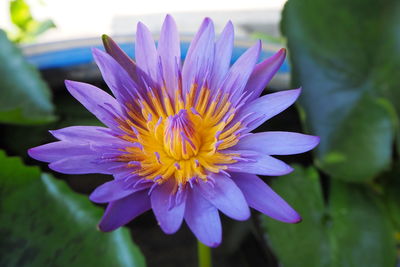Close-up of purple flower