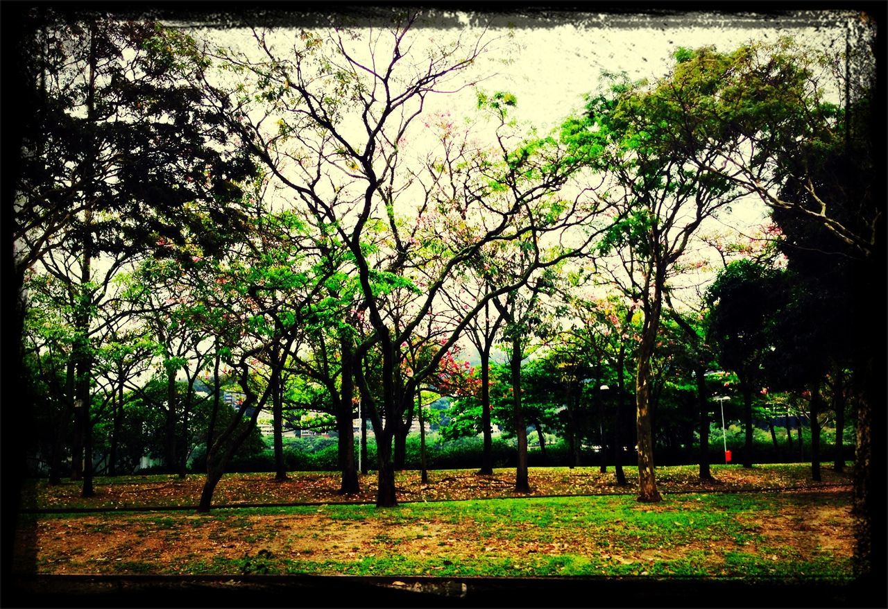 tree, tranquility, growth, transfer print, tranquil scene, field, nature, grass, beauty in nature, branch, landscape, scenics, green color, auto post production filter, tree trunk, fence, park - man made space, day, outdoors, autumn