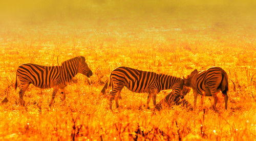 Zebras in a field