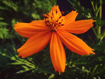 Close-up of yellow flower