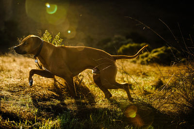 Side view of dog walking on grassy field