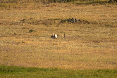 View of birds on land