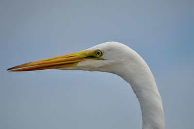 Close-up of a bird against clear sky