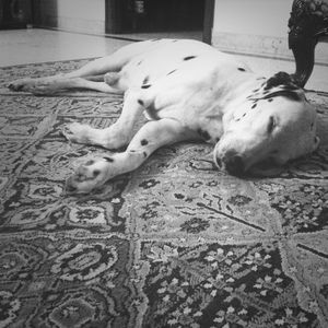 Close-up of dog sleeping