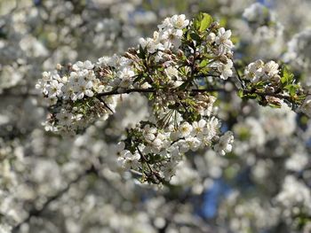 Close-up of white cherry blossoms in spring