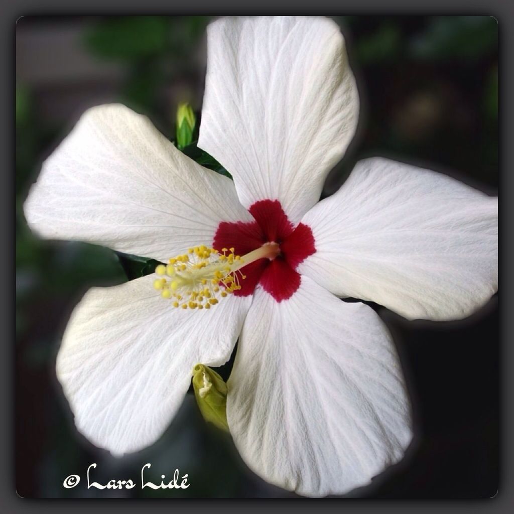 flower, petal, flower head, freshness, fragility, transfer print, close-up, beauty in nature, growth, stamen, focus on foreground, white color, pollen, single flower, nature, auto post production filter, blooming, blossom, in bloom, plant