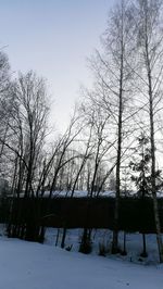 Trees against sky during winter